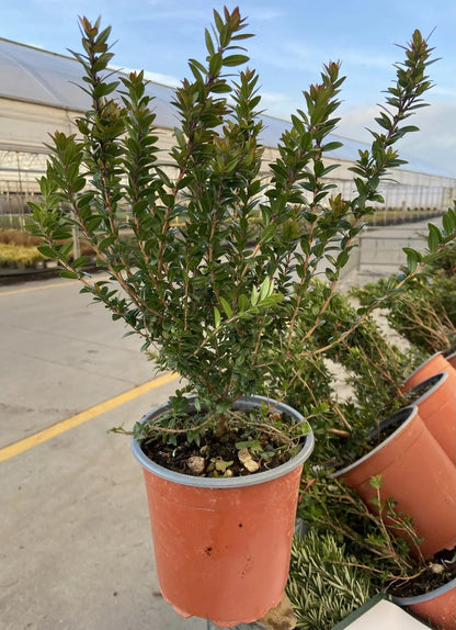 Fiori bianchi profumati di Myrtus communis Tarentina con foglie verdi lucide