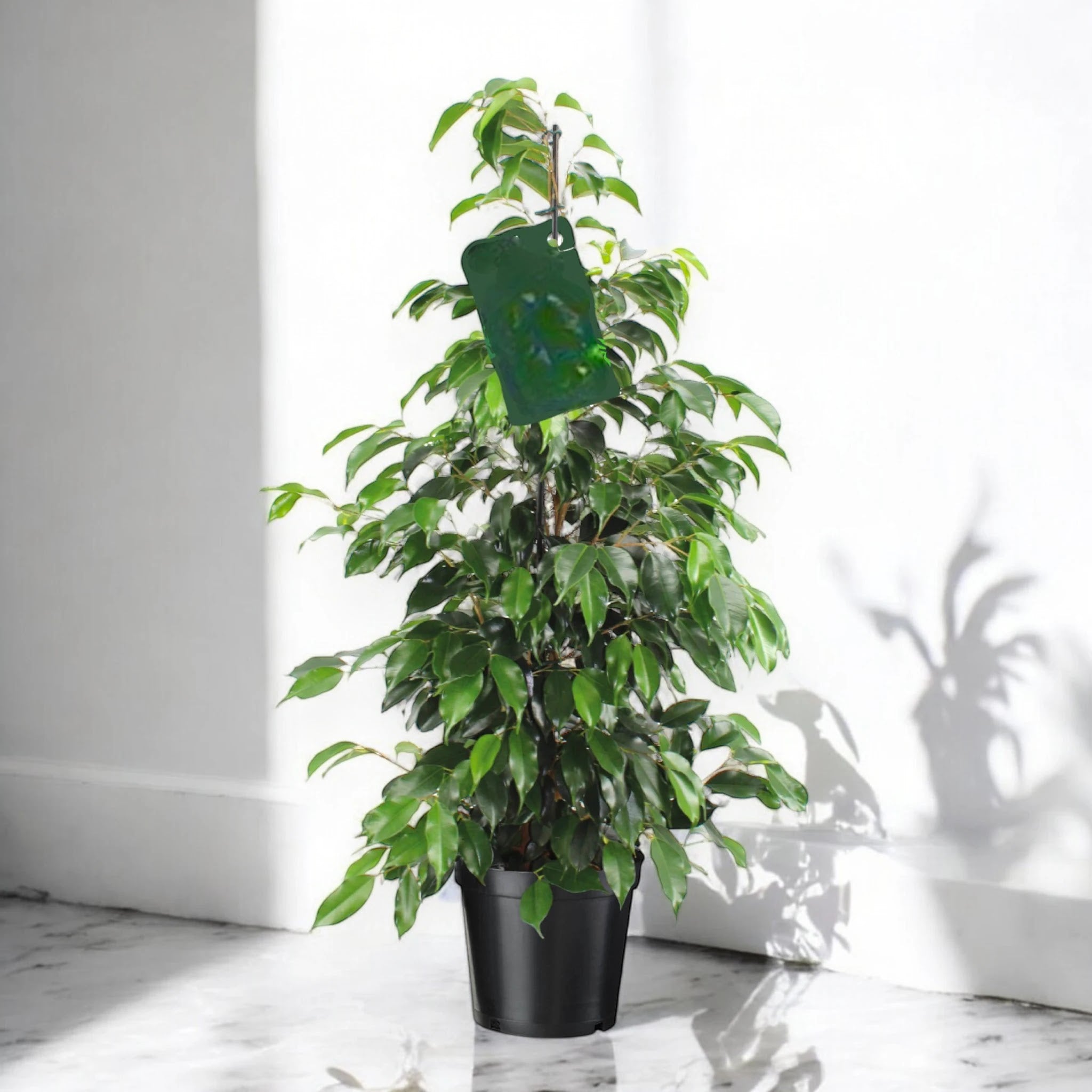 Dettaglio foglie lucide e coriacee del Ficus benjamina Danielle, varietà con fogliame brillante