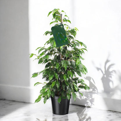 Dettaglio foglie lucide e coriacee del Ficus benjamina Danielle, varietà con fogliame brillante