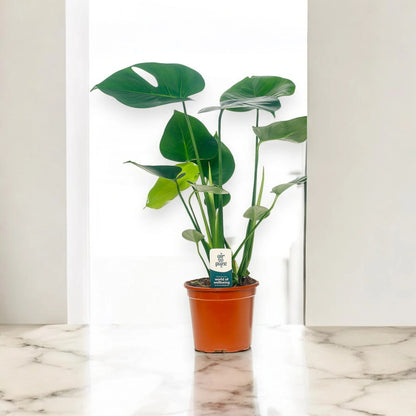 Monstera deliciosa
