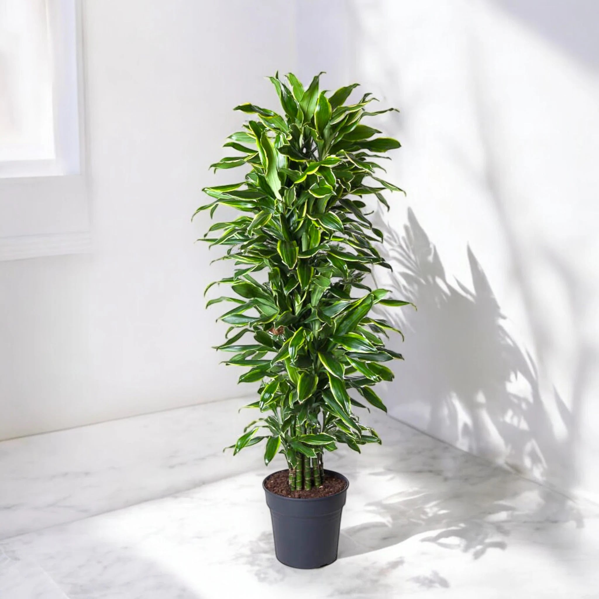 Dracaena fragrans 'Golden coast'