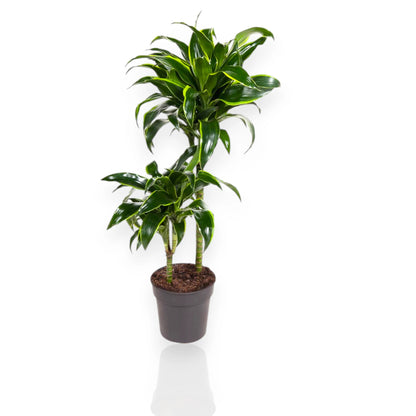 Dracaena fragrans Dorado in vaso con foglie variegate giallo-oro in ambiente moderno da interno