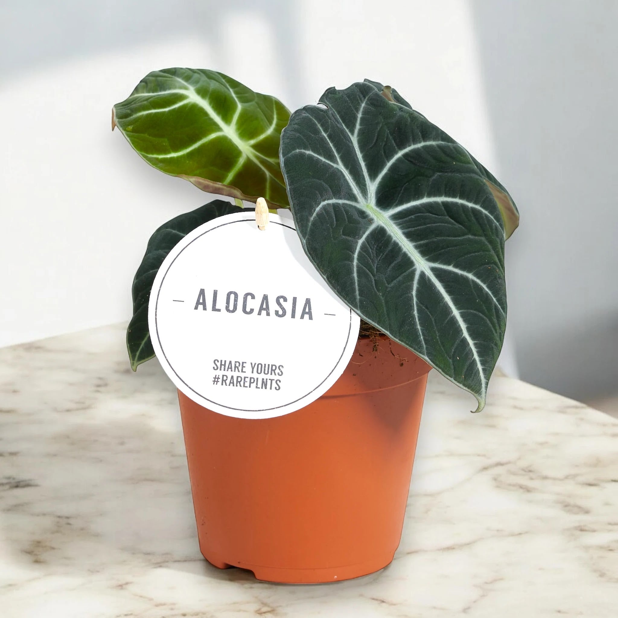 Alocasia 'Black velvet'