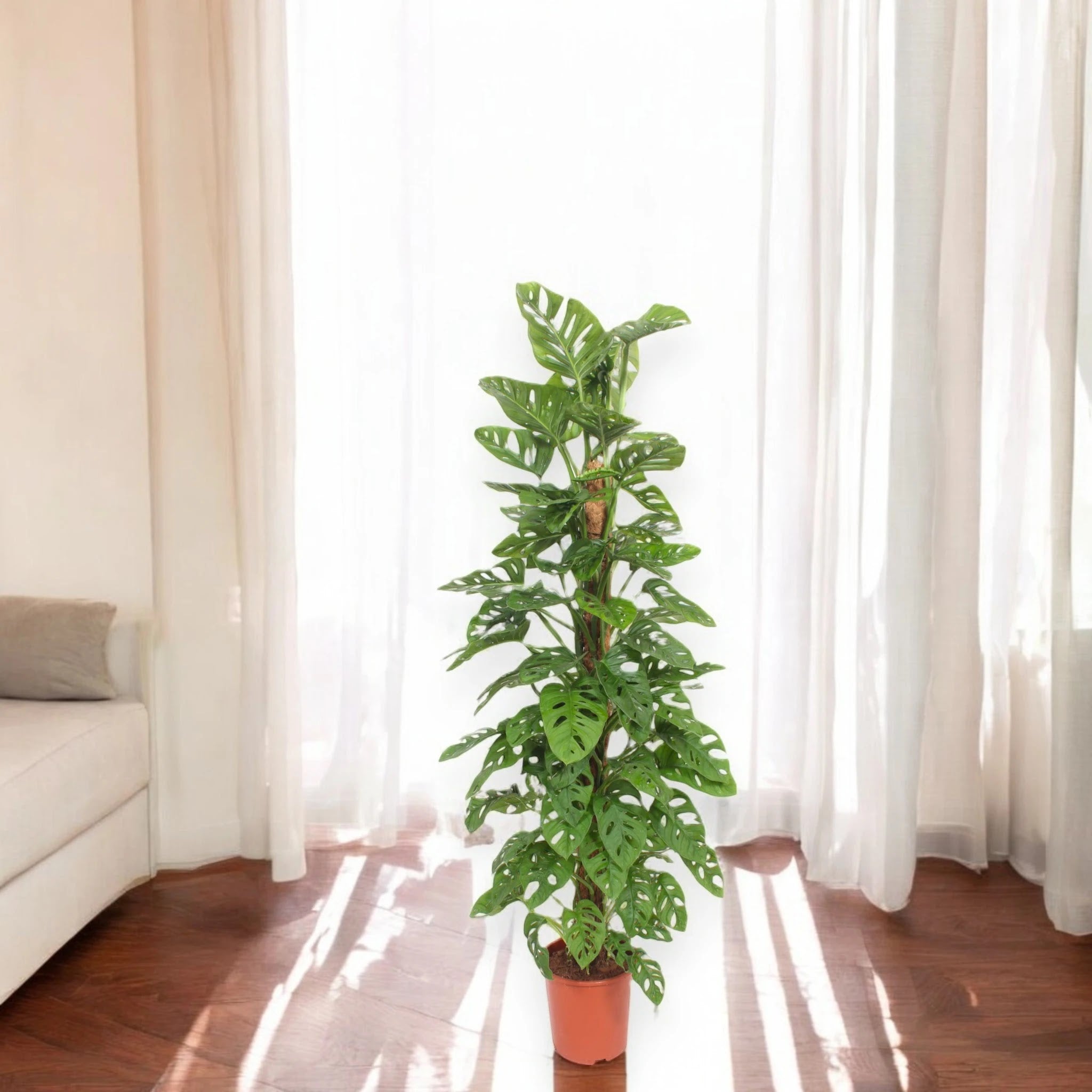 Monstera adansonii