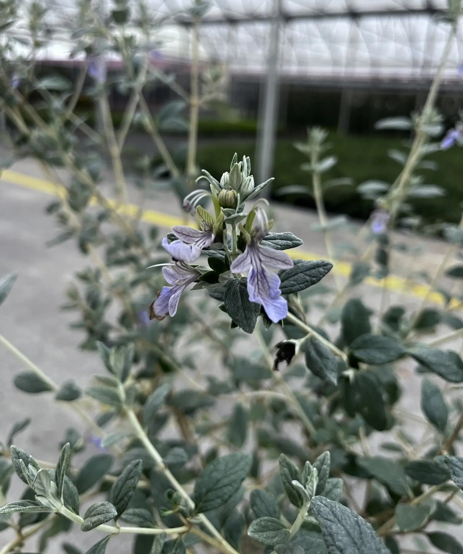 Teucrium fruticans