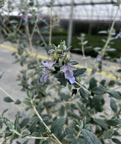 Teucrium fruticans