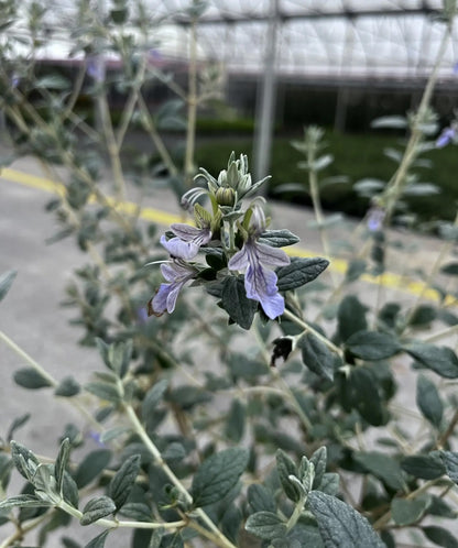 Teucrium fruticans