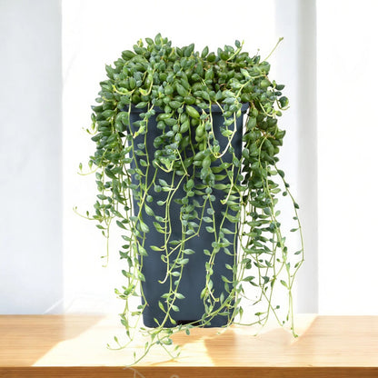 Senecio herreianus