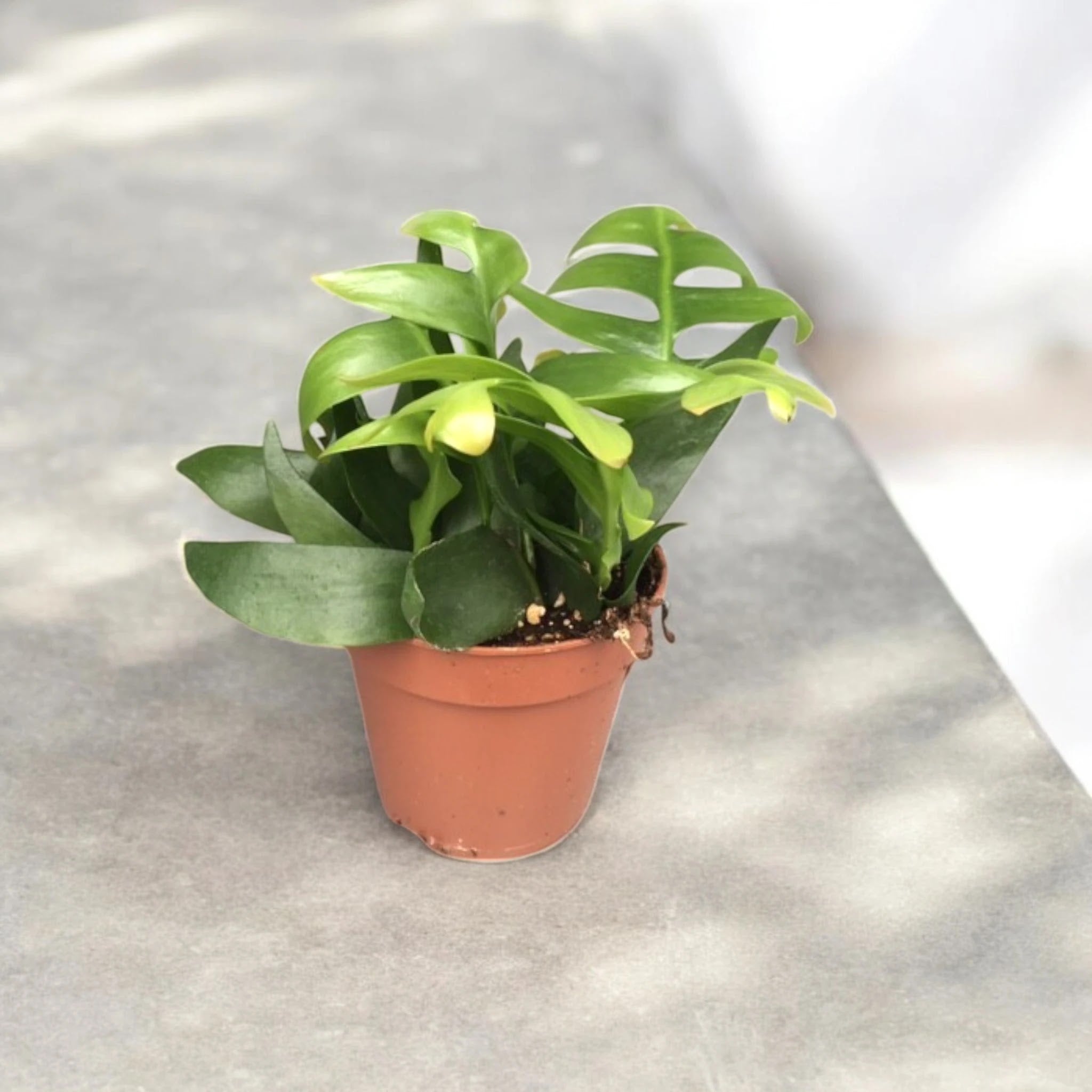 Epiphyllum chrysocardium