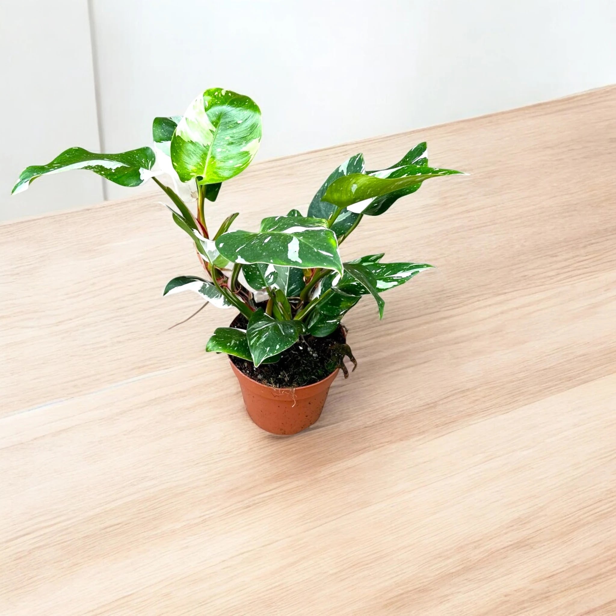 Dettaglio foglie Philodendron White Princess con variegature bianche e nervature rosa