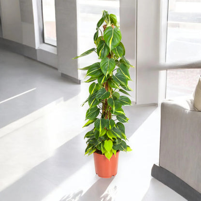 Philodendron scandens