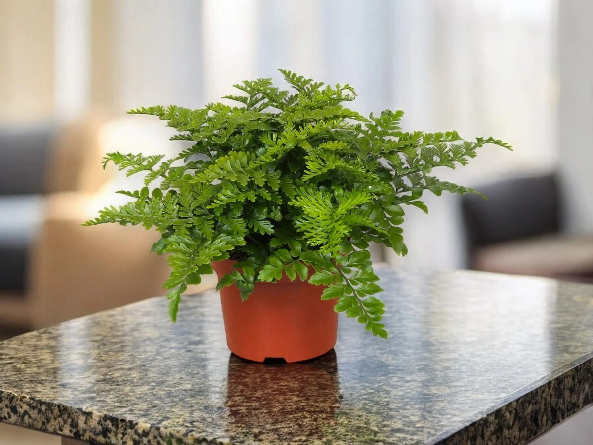 Asplenium parvati
