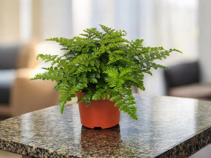 Asplenium parvati