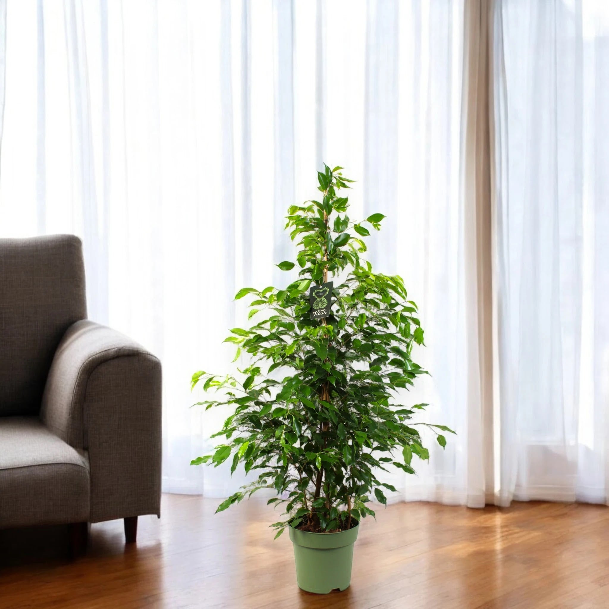 Ficus benjamina 'Exotica'