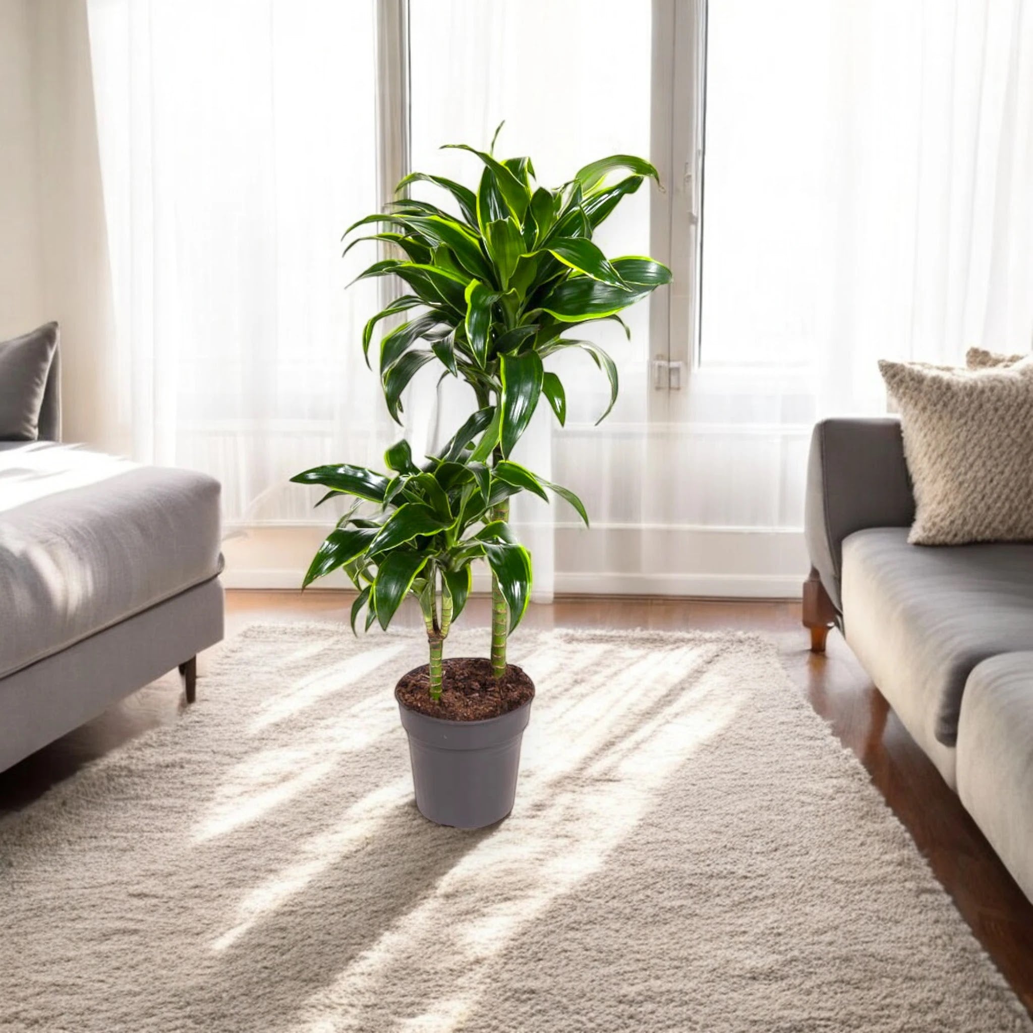 Dracaena fragrans 'Dorado'