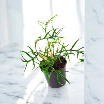 Philodendron tortum Good luck con foglie profondamente lobate in vaso decorativo per interni moderni