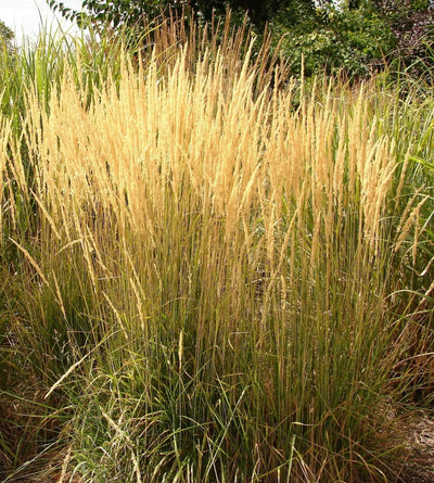 Calamagrostis Karl Foerster con spighe colonnari erette in piena fioritura