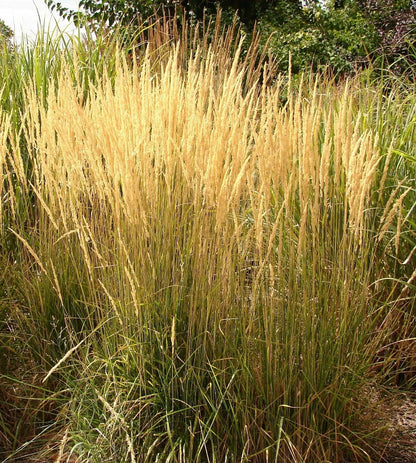 Calamagrostis Karl Foerster con spighe colonnari erette in piena fioritura
