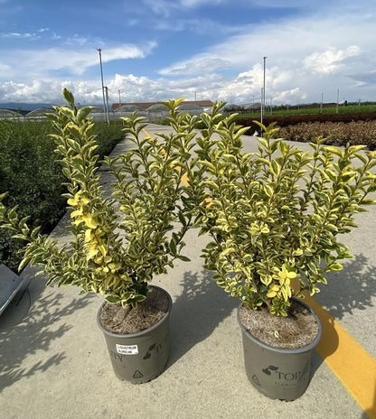 Dettaglio foglie ovali Ligustrum ovalifolium Aureum con variegatura dorata sui margini verdi