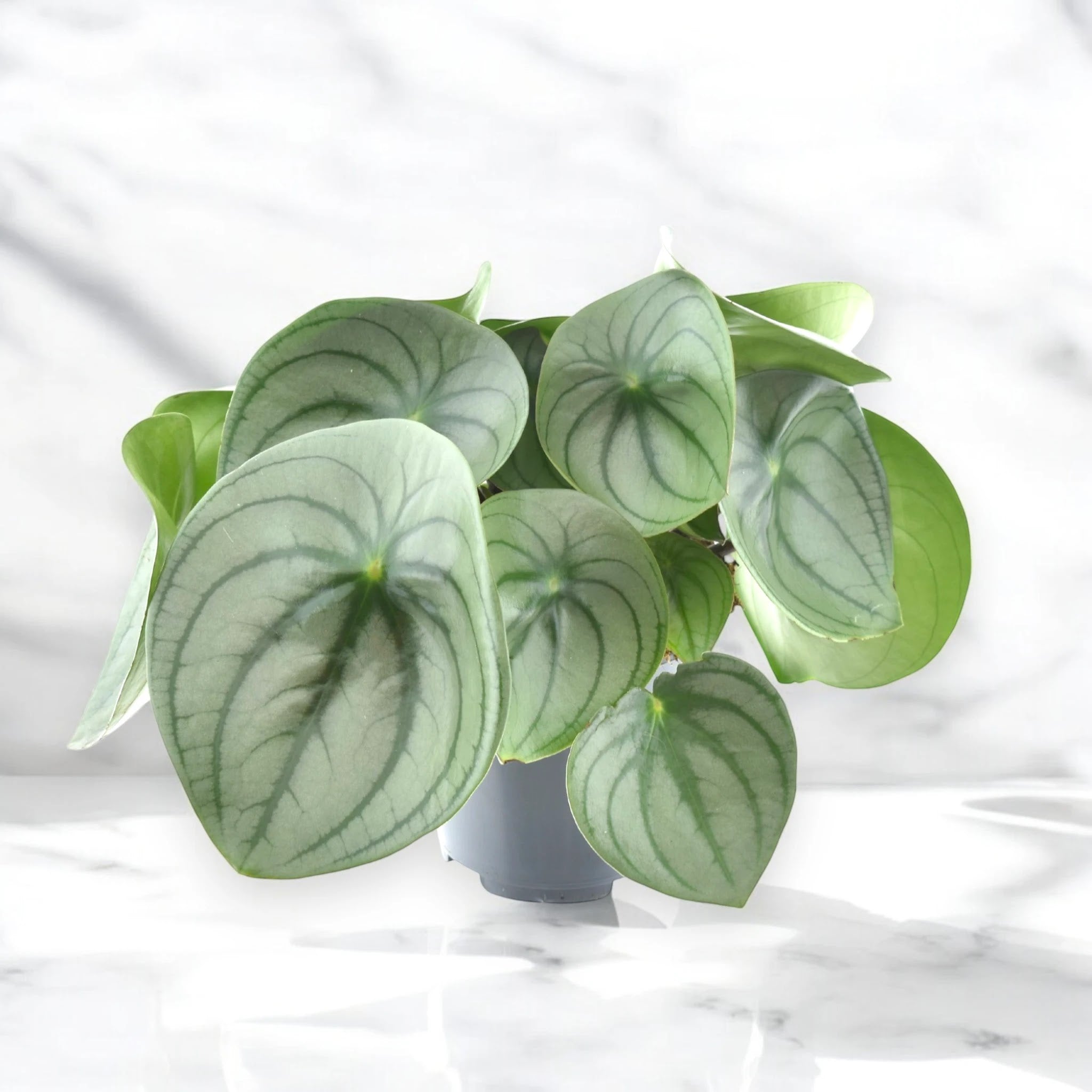 Peperomia watermelon big