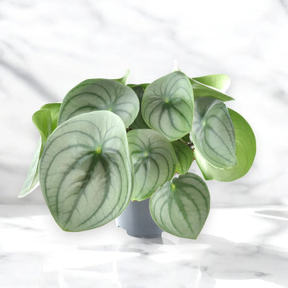 Peperomia watermelon big