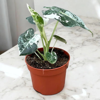 Alocasia 'Frydek'