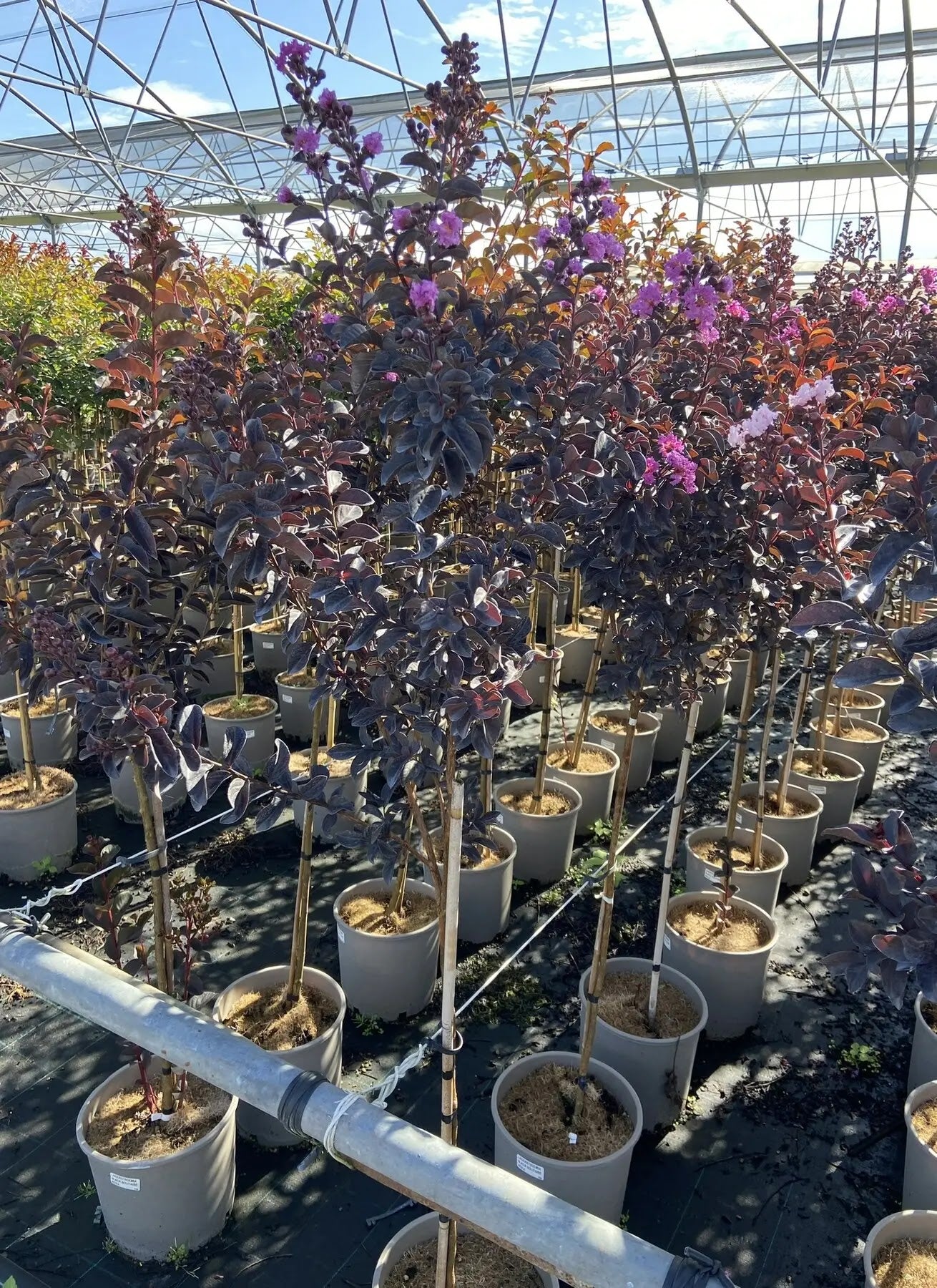 Lagerstroemia indica 'Black Solitaire Purely Purple'
