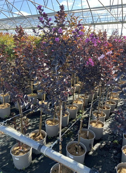 Lagerstroemia indica 'Black Solitaire Purely Purple'