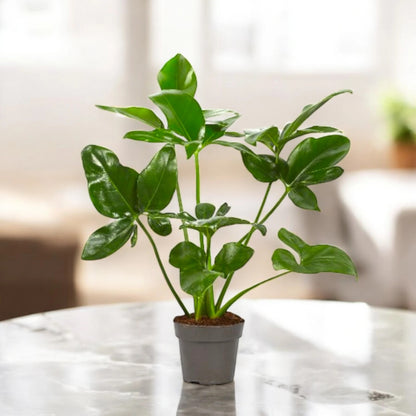 Philodendron 'Fun bun' Green wonder