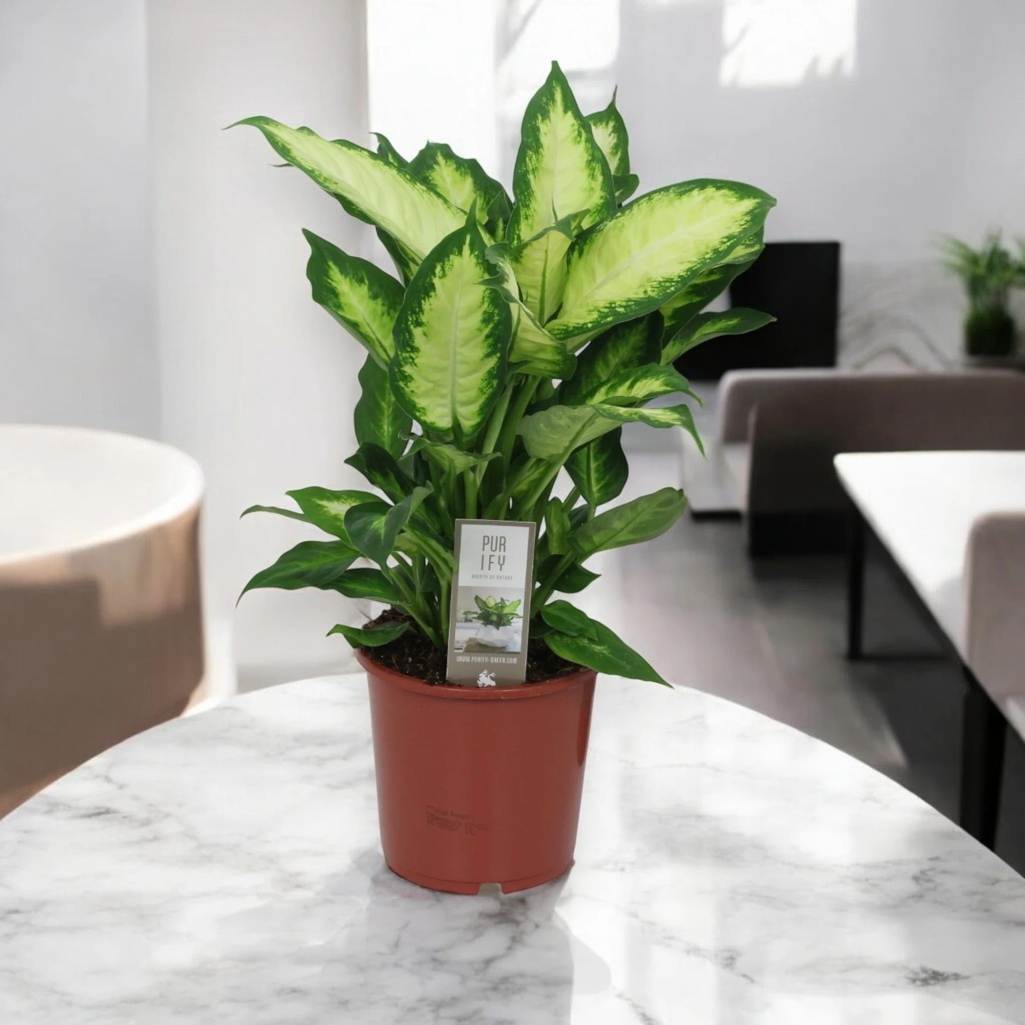 Dieffenbachia 'Camilla'