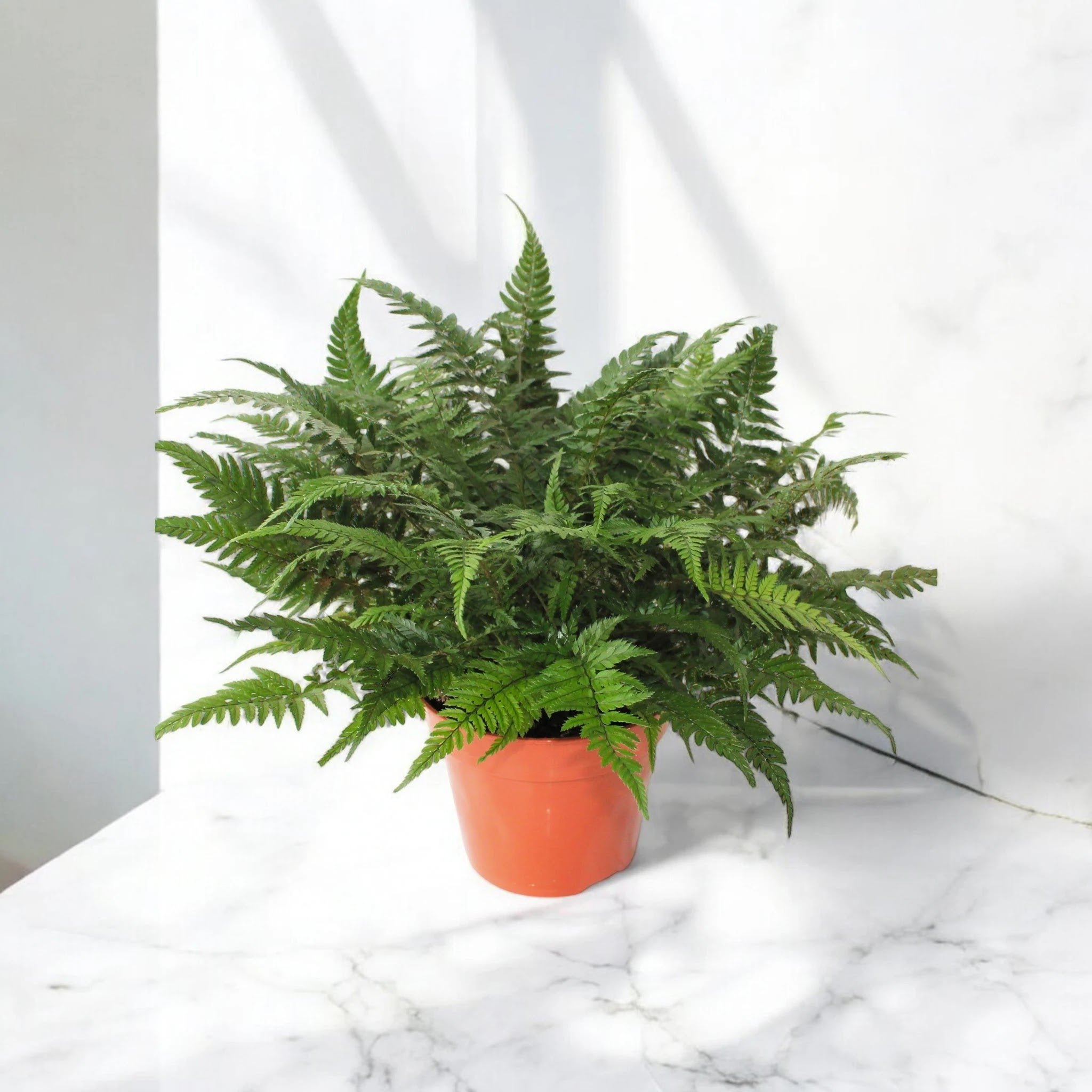 Athyrium spicatum