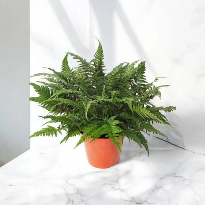 Athyrium spicatum