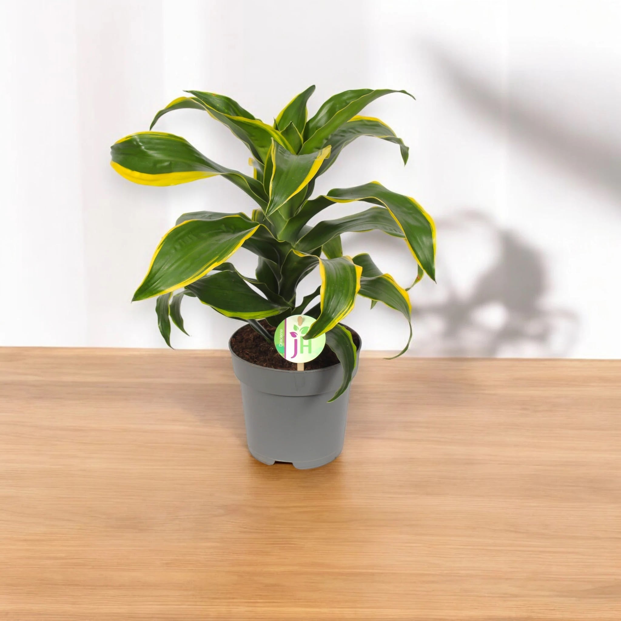 Dracaena fragrans 'Dorado'