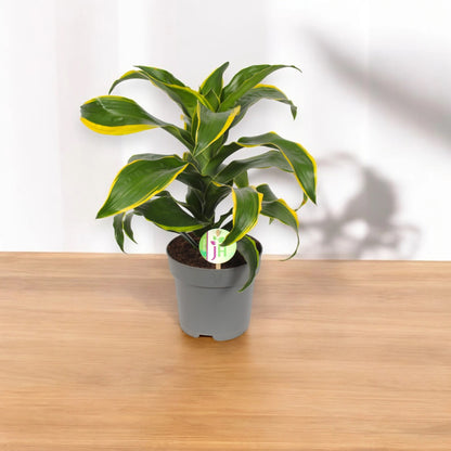 Dracaena fragrans 'Dorado'