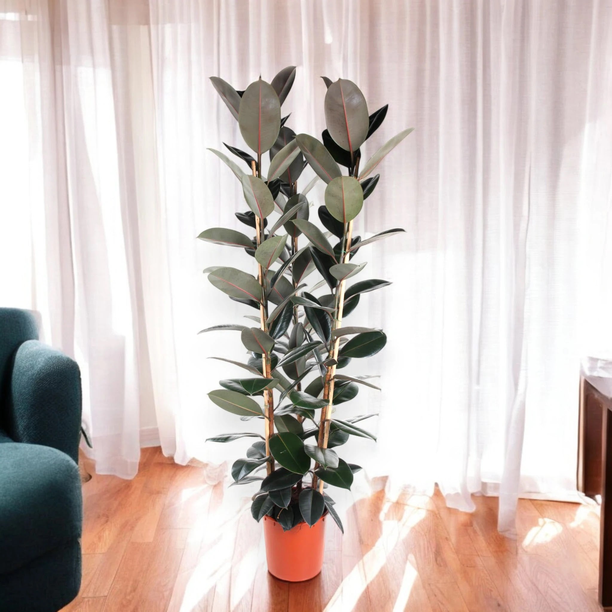 Ficus elastica 'Abidjan'