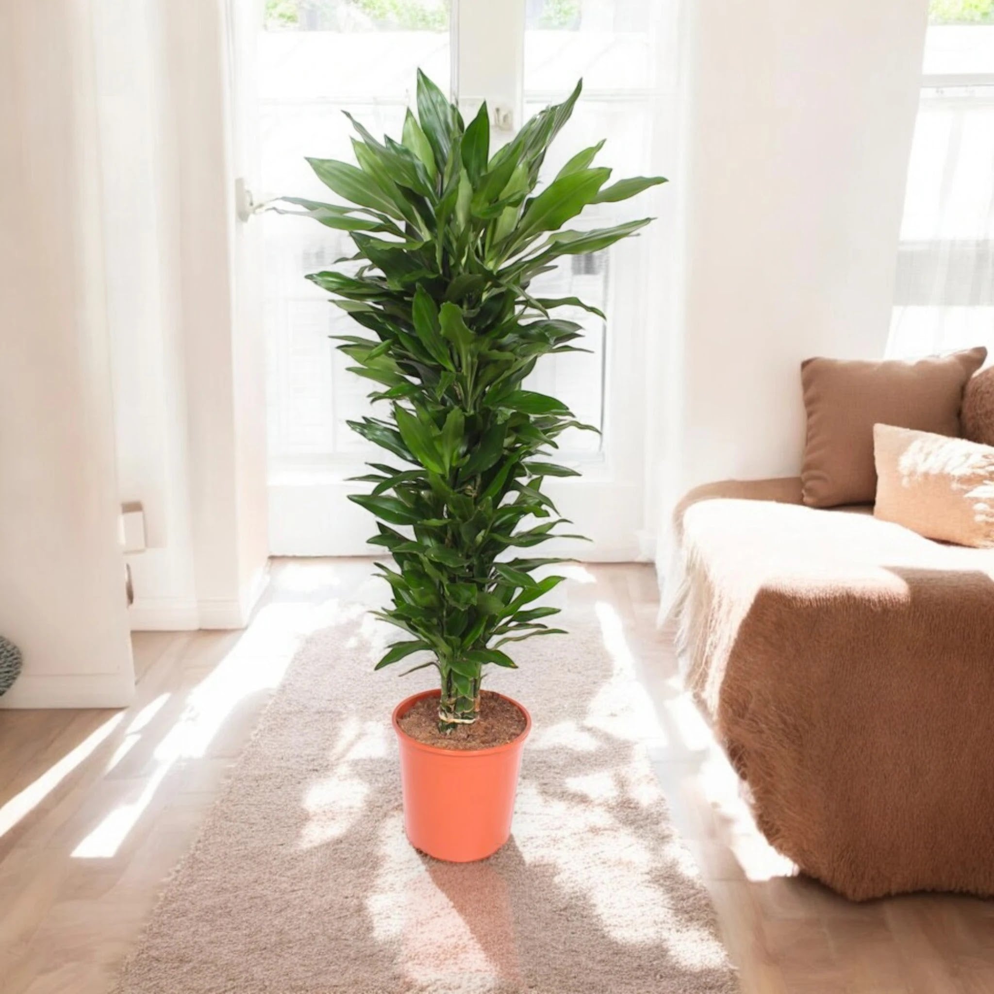 Dracaena fragrans 'Janet Lind'