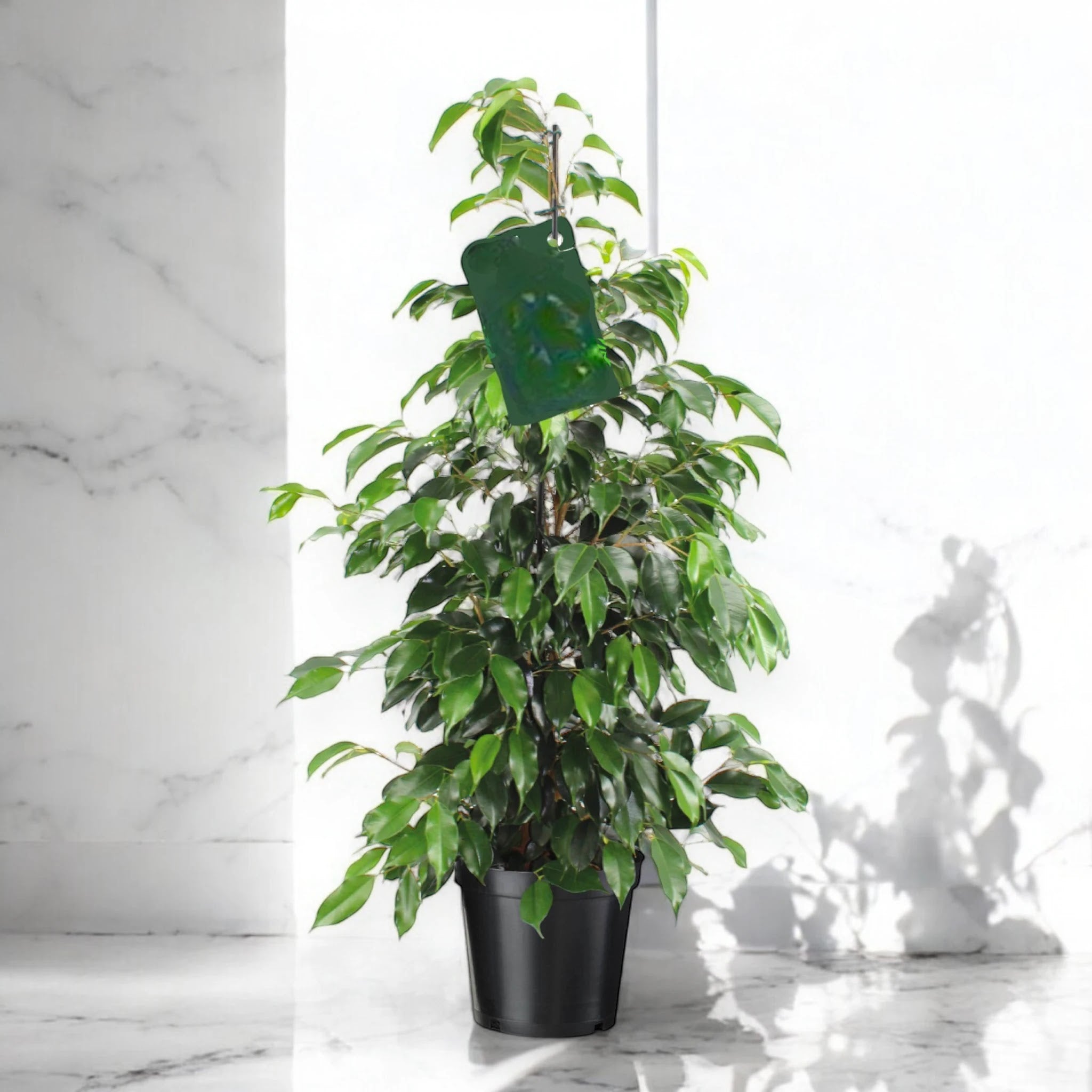 Ficus benjamina 'Danielle'