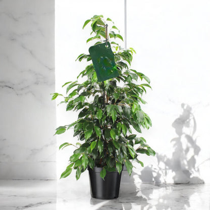 Ficus benjamina 'Danielle'