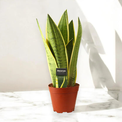 Sansevieria trifasciata 'White Snow'