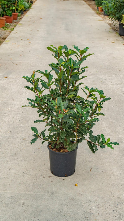 Photinia serratifolia Crunchy arbusto compatto con foglie marmorizzate verde e crema