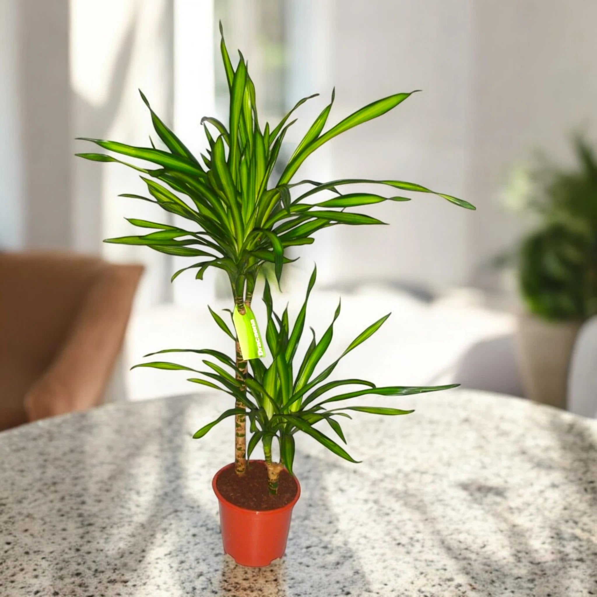 Dracaena fragrans 'Riki'