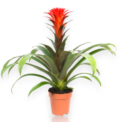 Guzmania Hope con rosetta di foglie verdi e brattee colorate al centro, pianta da interno tropicale
