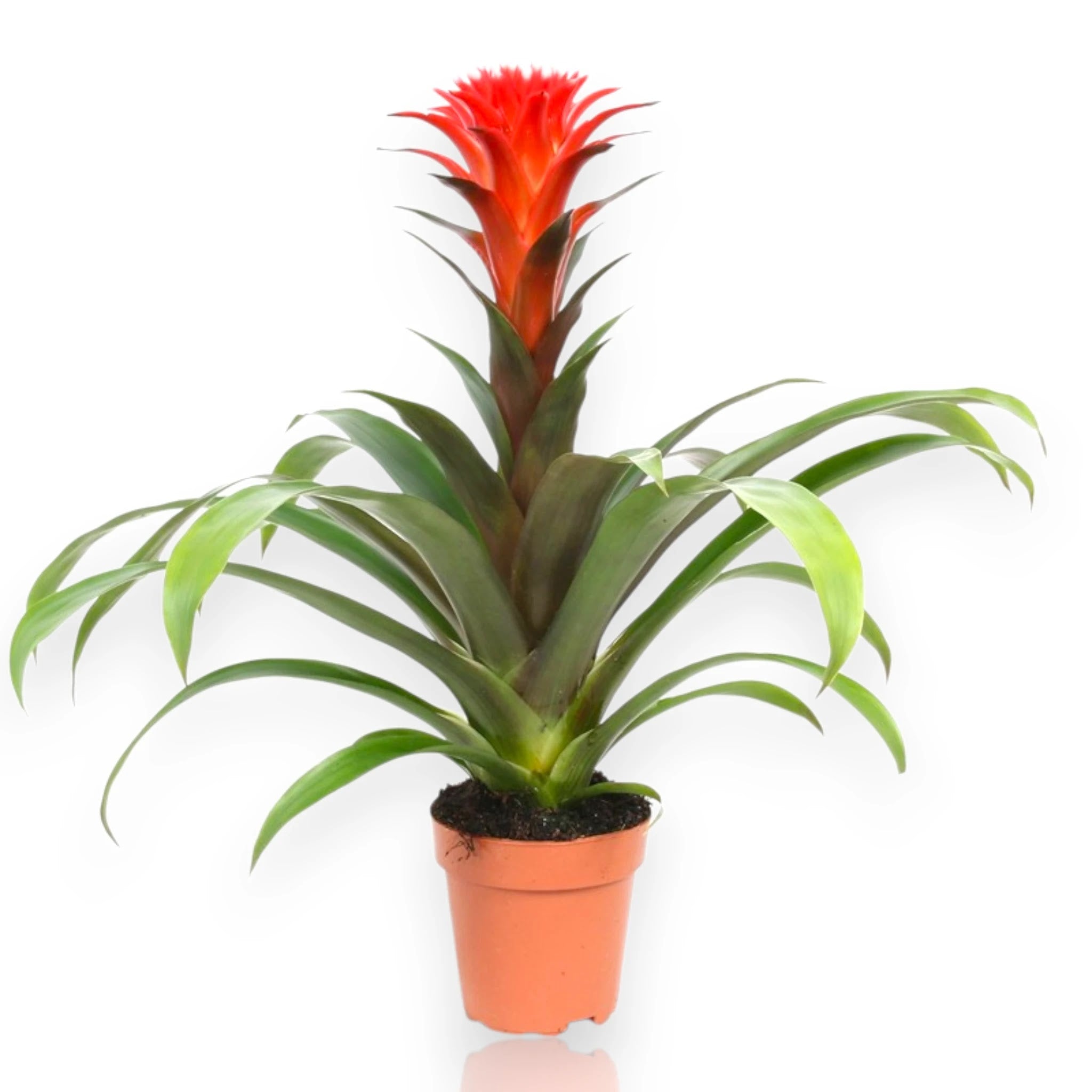Guzmania Hope con rosetta di foglie verdi e brattee colorate al centro, pianta da interno tropicale