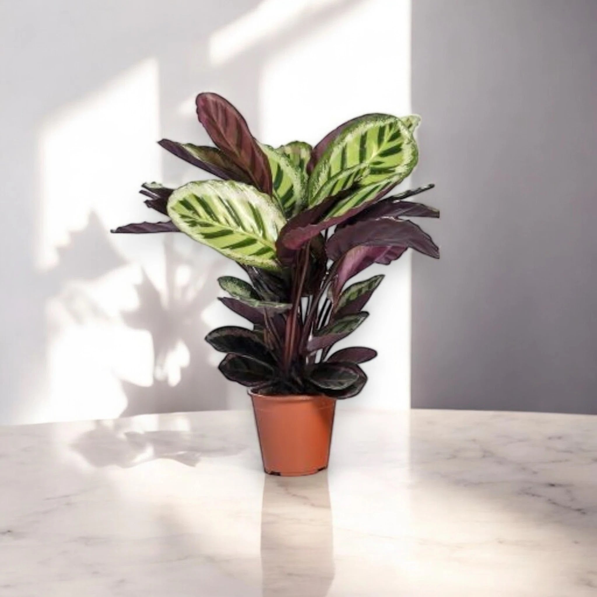 Calathea roseopicta 'Angela'