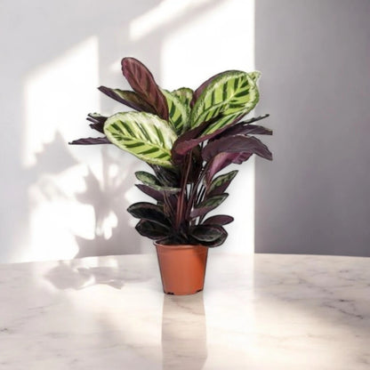 Calathea roseopicta 'Angela'