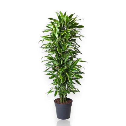 Dracaena fragrans 'Golden coast'