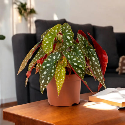 Dettaglio foglie Begonia maculata con macchie argentate e retro rosso porpora