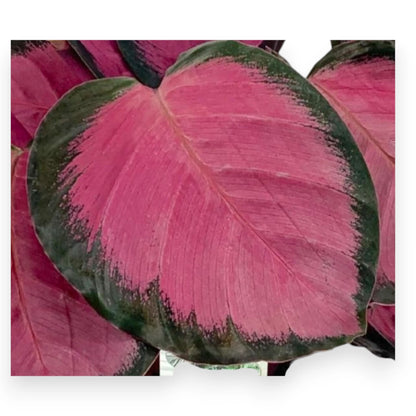 Calathea roseopicta 'Crimson'