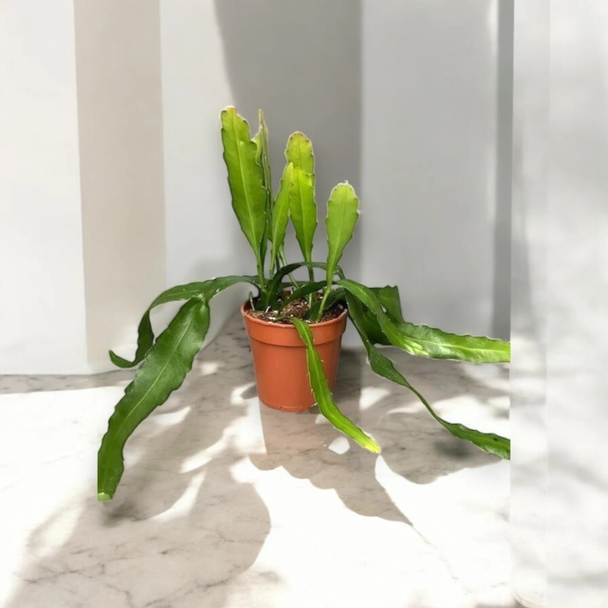 Epiphyllum fruhlingsgold