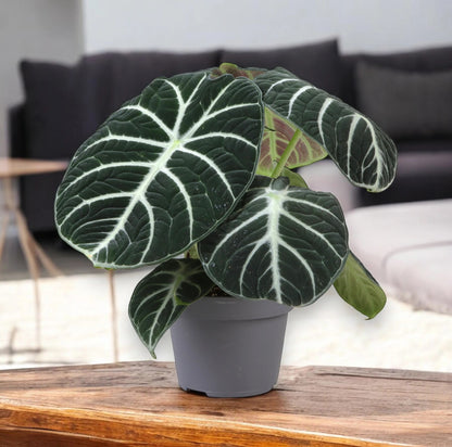 Alocasia 'Ninja'
